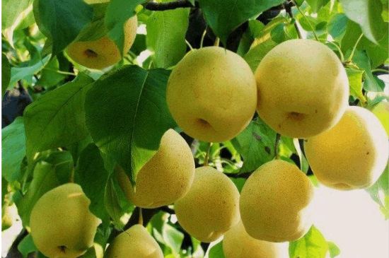 一把真正的本山綠泥壺最低多少錢，什么價格能買到本山綠泥紫砂壺？