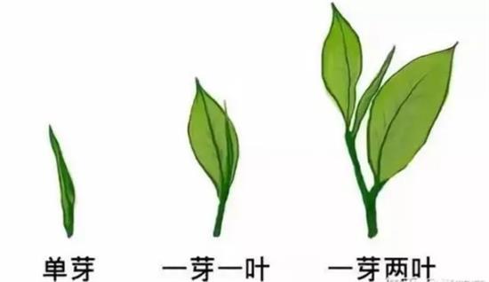 摘茶葉最快的方法，采摘茶葉怎么才能快？
