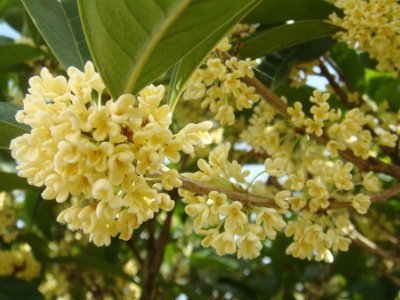 桂花泡茶禁忌，桂花泡水喝的9大禁忌