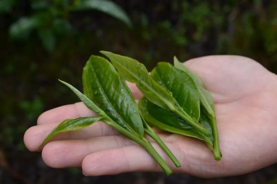 單樅茶什么季節(jié)最好喝，鳳凰單叢茶春茶好還是秋茶好？
