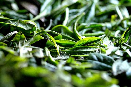 荒野銀針市場價多少，真正的荒野白毫銀針多少錢？