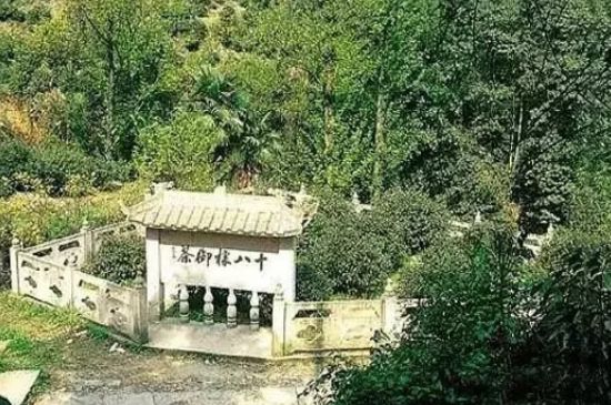 母樹大紅袍給誰喝了，為什么母樹大紅袍叫三棵六株？