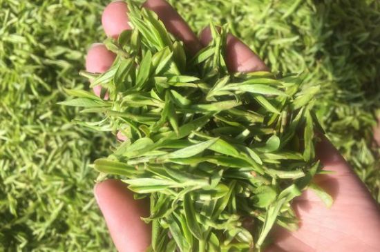 龍井好喝還是毛尖好喝，綠茶是龍井好還是毛尖好？