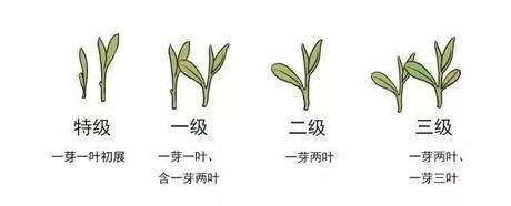 烏牛早和龍井的區(qū)別圖片，龍井43號和烏牛早茶的對比