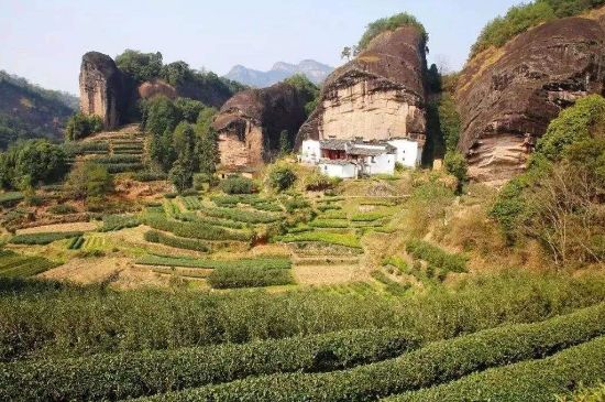 馬頭巖肉桂是大紅袍嗎，大紅袍肉桂屬于什么茶？
