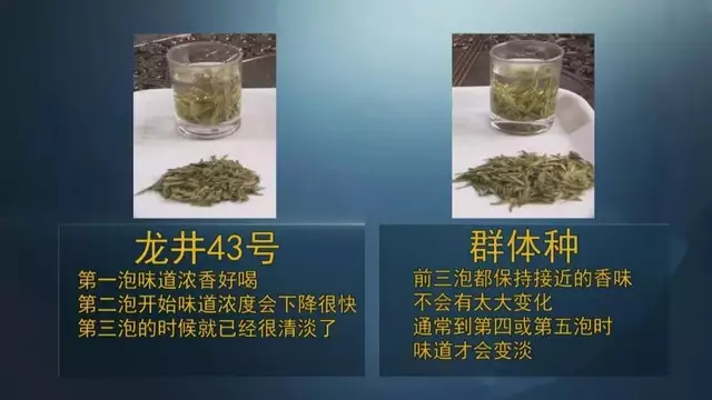 龍井群體種和43號的區(qū)別圖片，龍井43和群體種哪個好喝？
