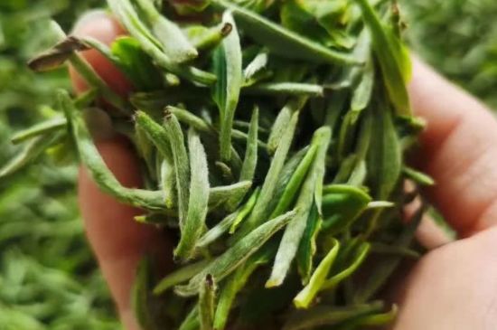 金壇雀舌算不算好茶，金壇雀舌屬于什么檔次茶葉？