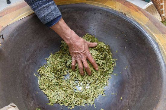 雀舌有一股青草味，雀舌為什么有青草味？