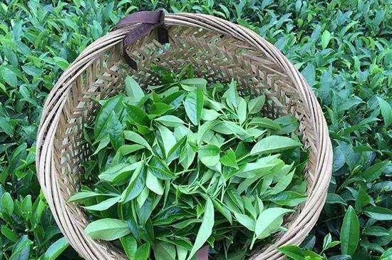 鴨屎香單叢雪片茶的特點(diǎn)，鳳凰雪片茶有什么特點(diǎn)？