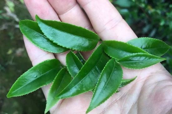 鋸朵仔跟鴨屎香哪個(gè)貴，鋸朵子和鴨屎香哪個(gè)好喝？
