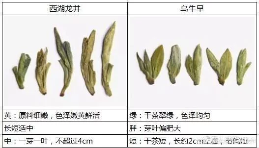 烏牛早和龍井的區(qū)別圖片，龍井43號和烏牛早茶的對比