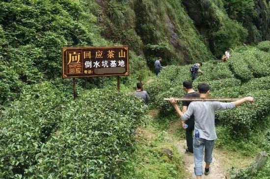 300塊錢的金駿眉能喝嗎，兩三百多金駿眉和一千多區(qū)別