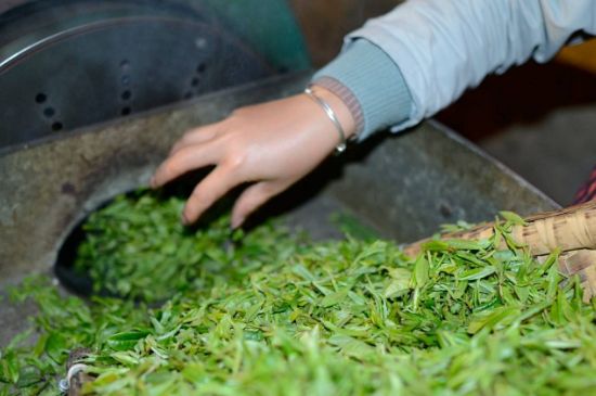 雀舌有一股青草味，雀舌為什么有青草味？