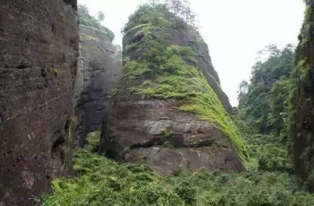 武夷山為什么盛產(chǎn)茶葉，武夷山茶為什么好喝？