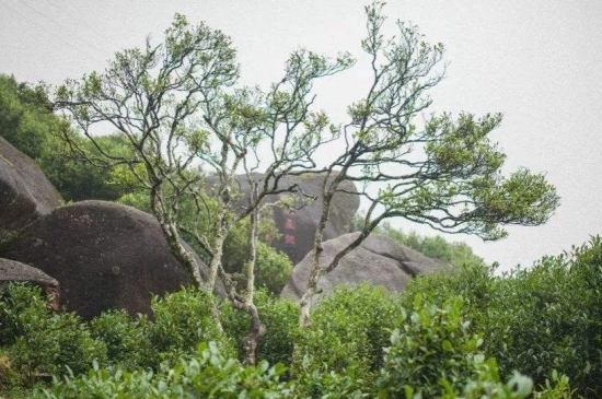 宋種一號(hào)價(jià)值為什么高，鳳凰單樅宋種1號(hào)價(jià)格與產(chǎn)量多少？
