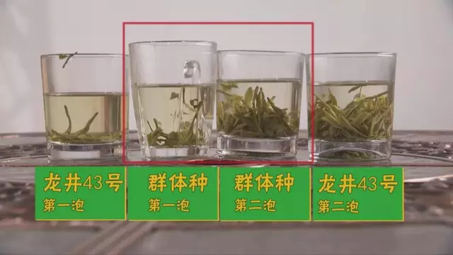 龍井群體種和43號的區(qū)別圖片，龍井43和群體種哪個好喝？