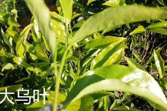 鴨屎香和大烏葉是同一種茶葉嗎，單叢大烏葉和鴨屎香有什么區(qū)別？