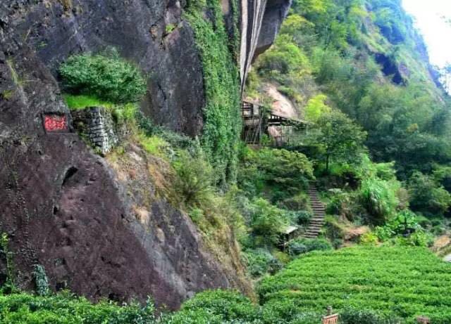 武夷山為什么盛產(chǎn)茶葉，武夷山茶為什么好喝？