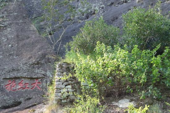 母樹大紅袍給誰喝了，為什么母樹大紅袍叫三棵六株？