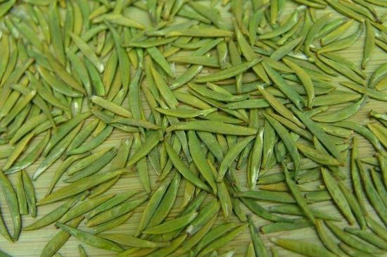 竹葉青和毛尖的區(qū)別，毛尖和竹葉青怎么分辨？