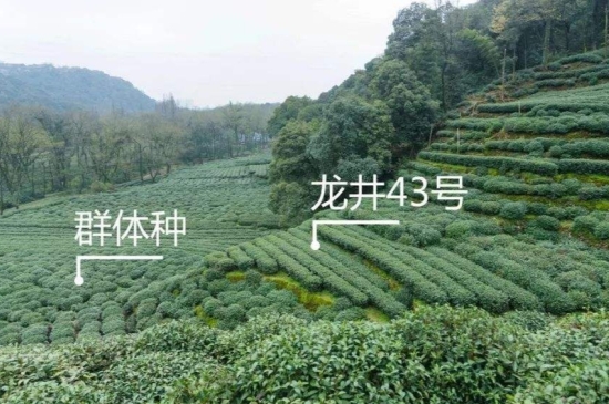 43號(hào)龍井屬于好茶嗎，龍井茶43號(hào)是什么意思？
