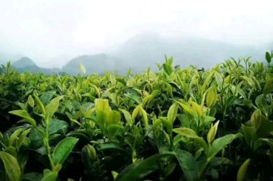 一天3杯紅茶抗癌，常飲紅茶對身體有好處！