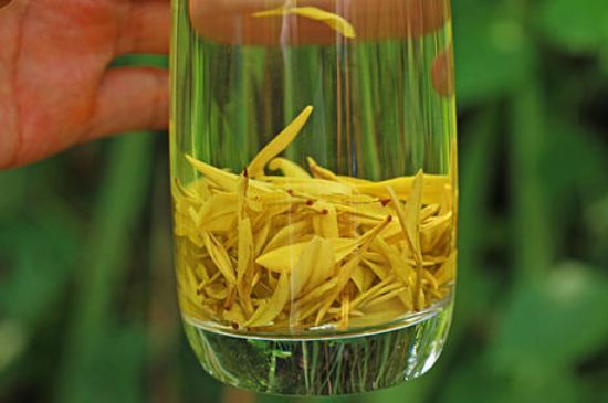 茶中奇葩黃金芽，安吉白茶中黃金芽的特點(diǎn)