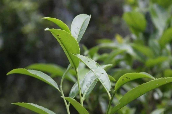 單叢茶十大香型以及常見(jiàn)品種大全，潮安鳳凰單樅十大名香歸類(lèi)