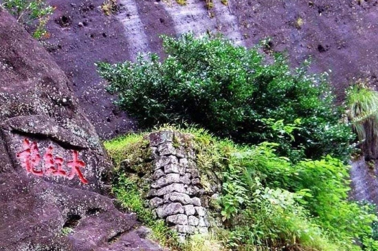 宋種一號(hào)價(jià)值為什么高，鳳凰單樅宋種1號(hào)價(jià)格與產(chǎn)量多少？