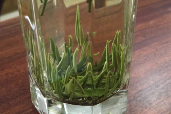 竹葉青和雀舌哪個貴，竹葉青茶貴嗎？