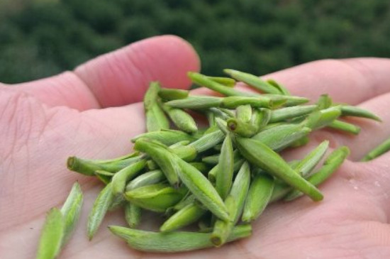 什么綠茶茶葉唇齒留香，哪個品種綠茶香氣好？