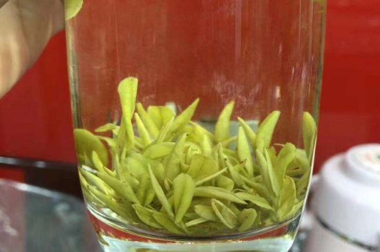 茶中奇葩黃金芽，安吉白茶中黃金芽的特點(diǎn)