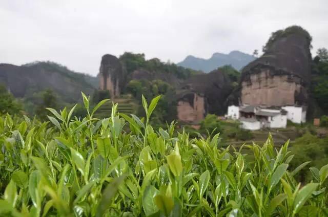 武夷山為什么盛產(chǎn)茶葉，武夷山茶為什么好喝？