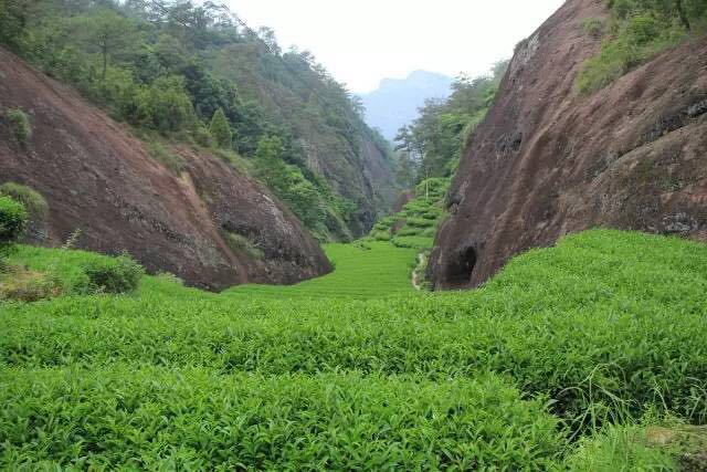武夷山為什么盛產(chǎn)茶葉，武夷山茶為什么好喝？