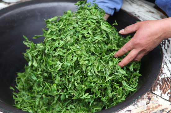 潮汕炒茶屬于什么茶，潮汕炒茶是綠茶嗎？