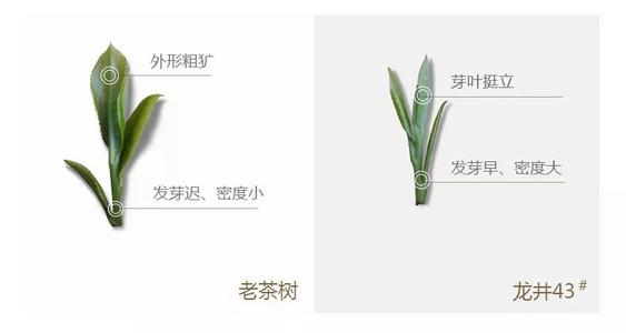43號(hào)龍井屬于好茶嗎，龍井茶43號(hào)是什么意思？