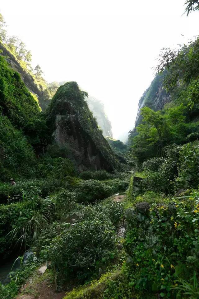 武夷山為什么盛產(chǎn)茶葉，武夷山茶為什么好喝？