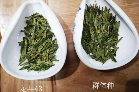 43號(hào)龍井屬于好茶嗎，龍井茶43號(hào)是什么意思？