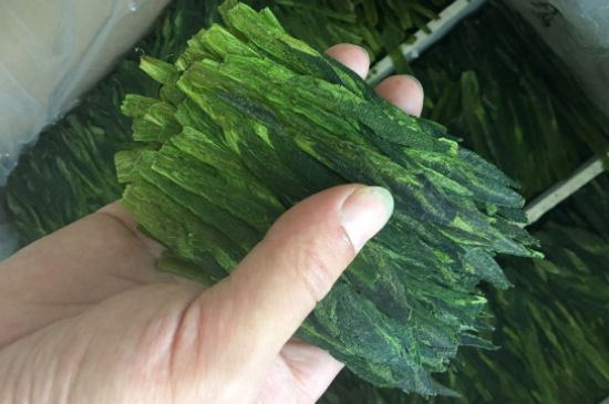 什么綠茶味道濃香，那個綠茶比較濃香？