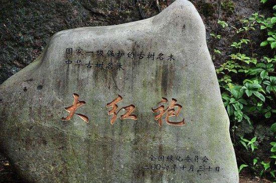 母樹大紅袍給誰喝了，為什么母樹大紅袍叫三棵六株？