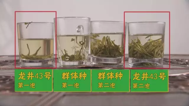 烏牛早和龍井的區(qū)別圖片，龍井43號和烏牛早茶的對比