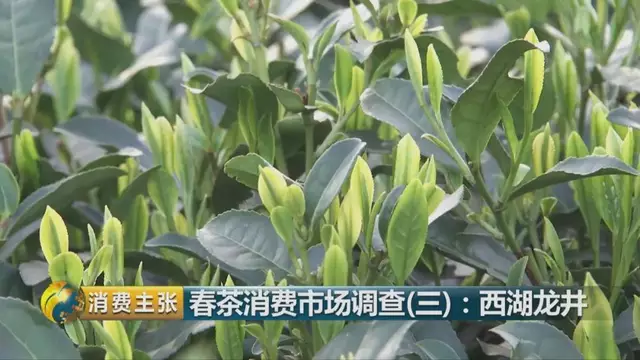 龍井群體種和43號的區(qū)別圖片，龍井43和群體種哪個好喝？