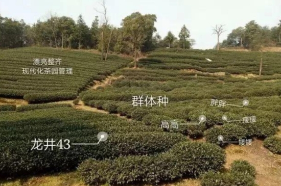 43號(hào)龍井屬于好茶嗎，龍井茶43號(hào)是什么意思？