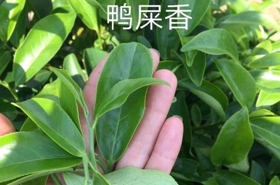 鴨屎香和大烏葉是同一種茶葉嗎，單叢大烏葉和鴨屎香有什么區(qū)別？