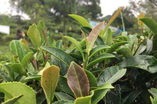 43號(hào)龍井屬于好茶嗎，龍井茶43號(hào)是什么意思？
