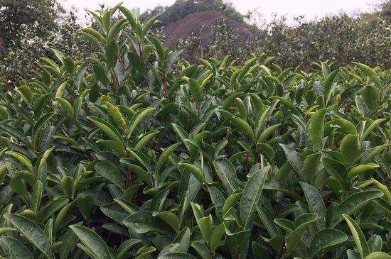 馬頭巖肉桂是大紅袍嗎，大紅袍肉桂屬于什么茶？