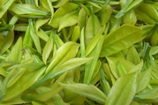 茶中奇葩黃金芽，安吉白茶中黃金芽的特點(diǎn)