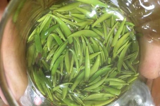 雀舌有一股青草味，雀舌為什么有青草味？