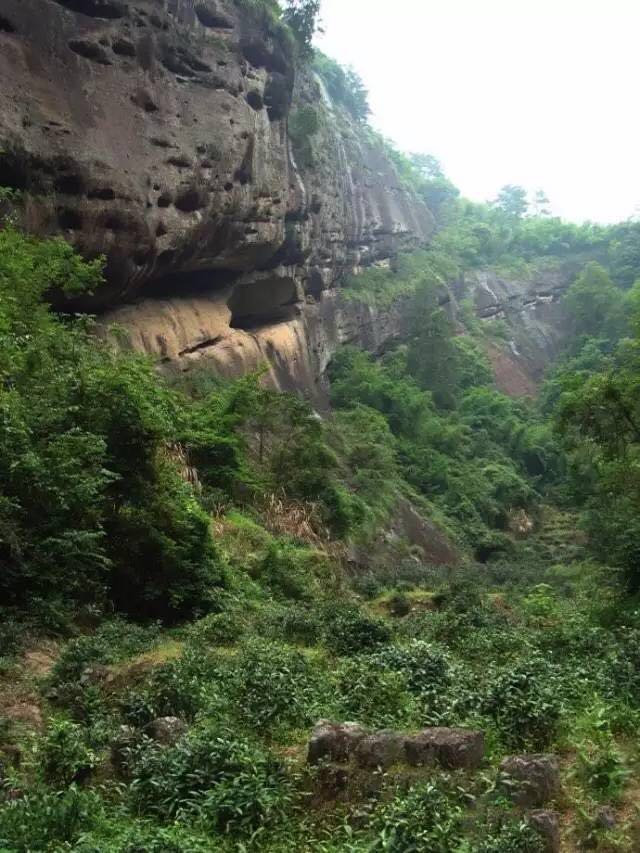 武夷山為什么盛產(chǎn)茶葉，武夷山茶為什么好喝？