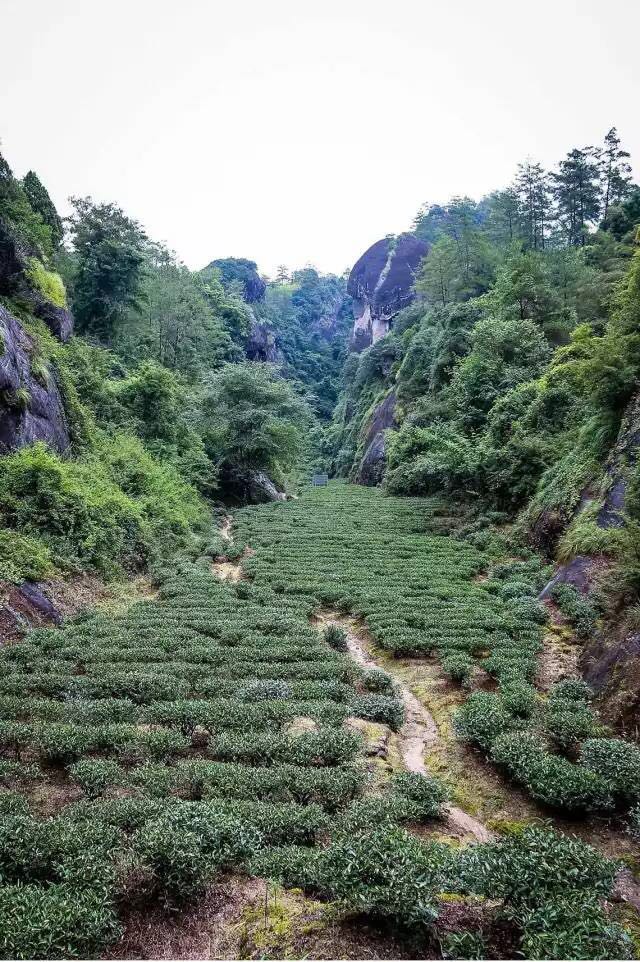 武夷山為什么盛產(chǎn)茶葉，武夷山茶為什么好喝？